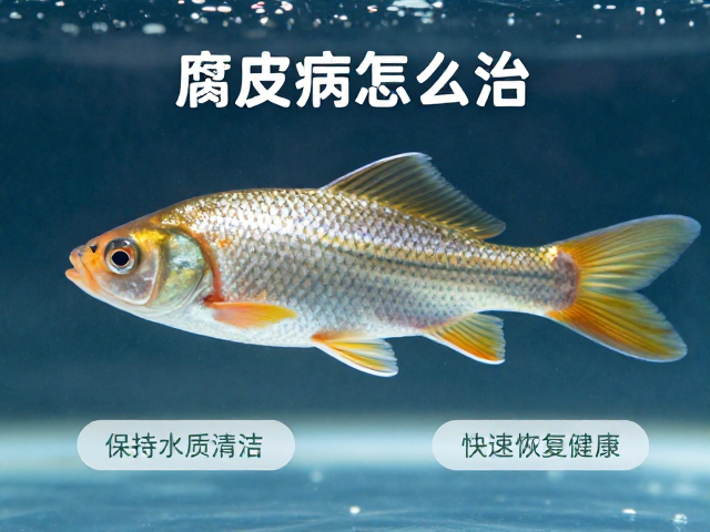 腐皮病怎么治?观察体表症状,保持水质清洁,快速恢复鱼体健康