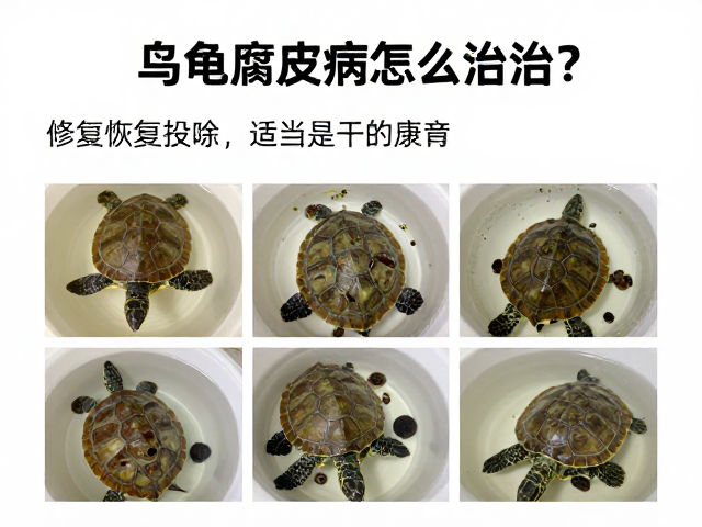 乌龟腐皮病怎么治?逐步恢复投喂并保持适当湿度助康复