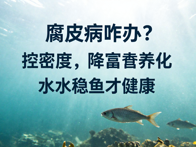 腐皮病咋办?控密度,降富营养化,水质稳鱼才健康
