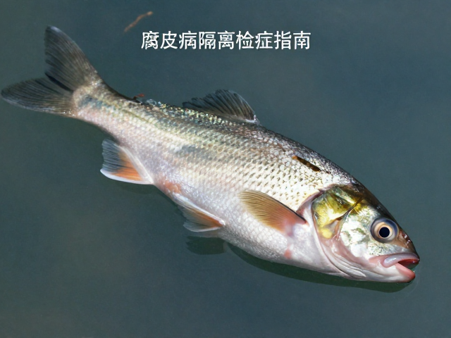 鱼类腐皮病隔离检疫指南,如何检查活动状态判断病情