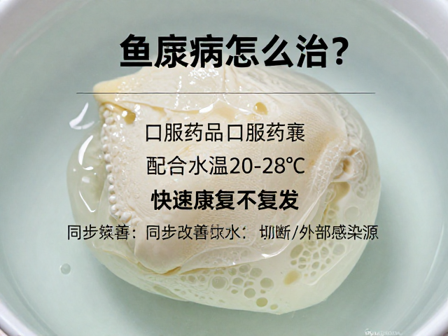 鱼腐皮病怎么治?口服药物配合水温20-28℃,快速康复不复发