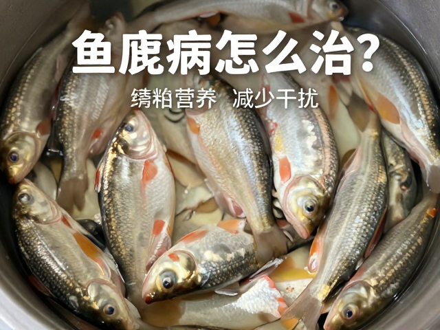 鱼腐皮病怎么治?调整饲料营养,减少干扰,快速恢复鱼群健康
