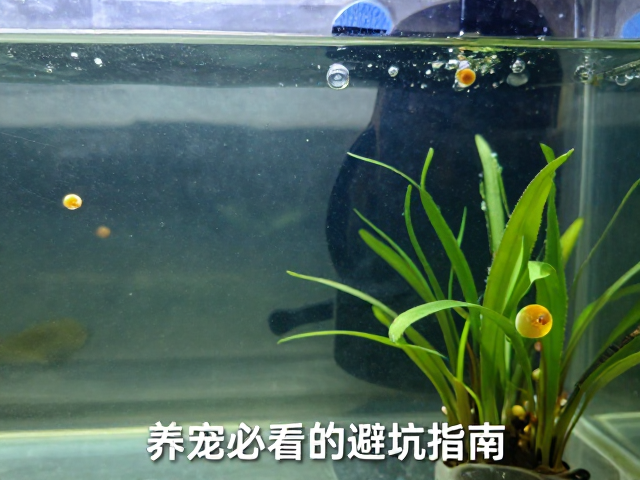 混养风险大?警惕过度依赖自来水与高湿致真菌,养宠必看的避坑指南