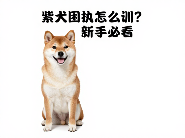 柴犬固执怎么训？聪明宝宝定点大小便技巧，新手必看！