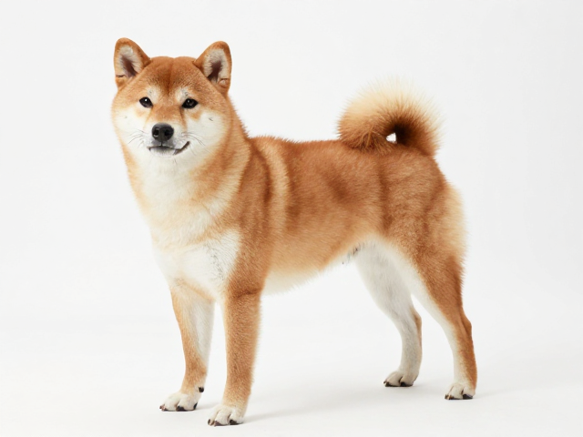 柴犬起源与血统证书查验,肩高35-41cm纯种鉴别指南