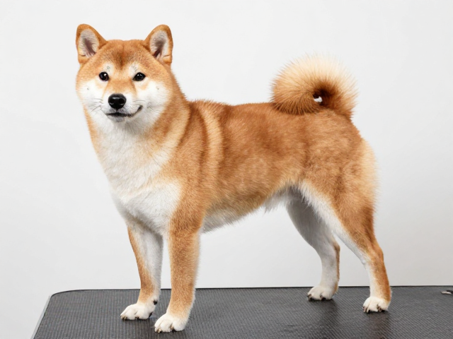 日系柴犬品相标准,口吻头骨比例协调,每周梳理1-2次毛发光亮