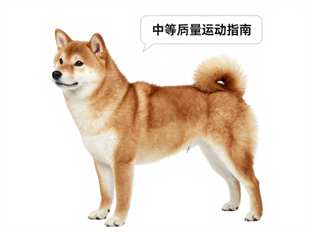 日系柴犬品相，中等体型结实，每日适量运动指南