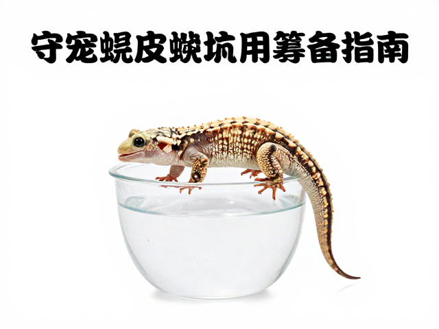 守宠避坑,守宫蜕皮期用纯净水护理,设备筹备指南