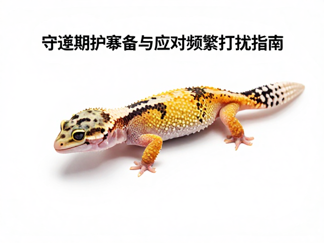 守宫蜕皮期护理,设备筹备与应对频繁打扰指南