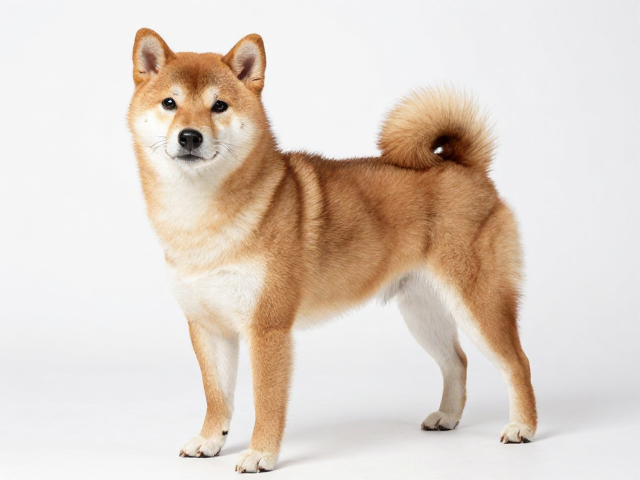 日系柴犬品相,胡麻色带杂色特征,独立固执性格详解