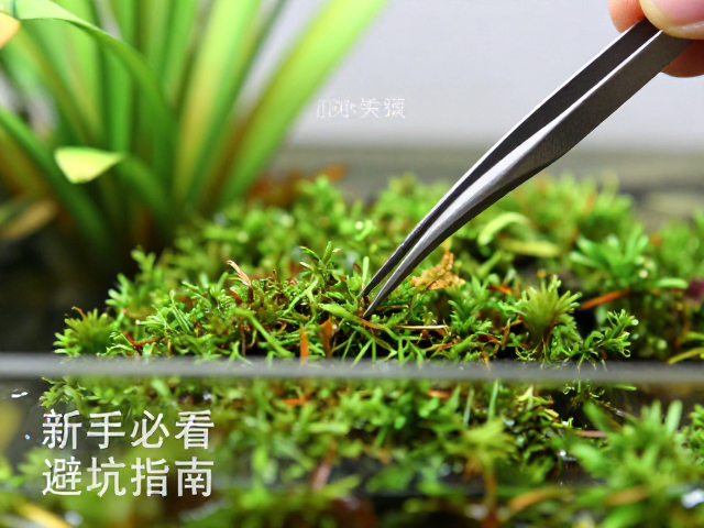 小镊子夹水苔入饲养缸技巧,新手必看造景避坑指南