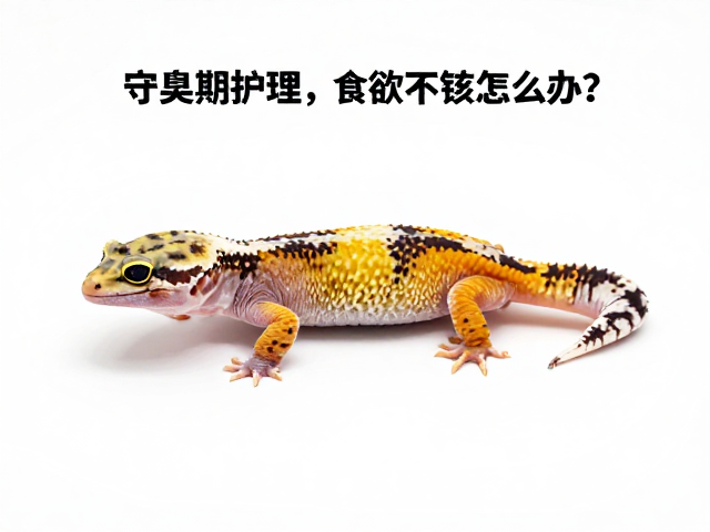守宫蜕皮期护理,食欲不佳怎么办?设备筹备与应对指南