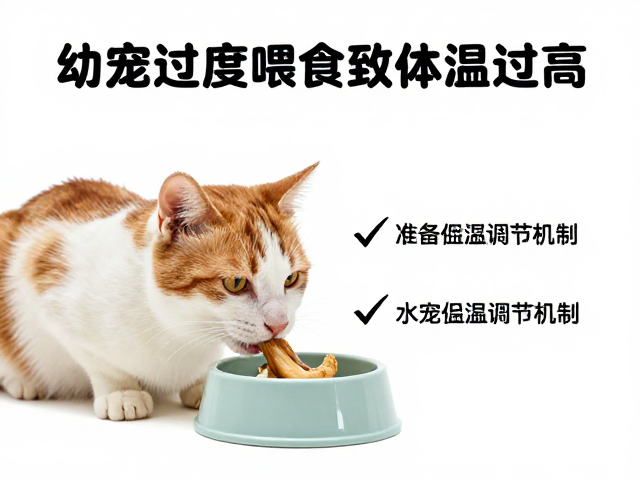 幼宠过度喂食致体温过高?设备筹备避坑指南