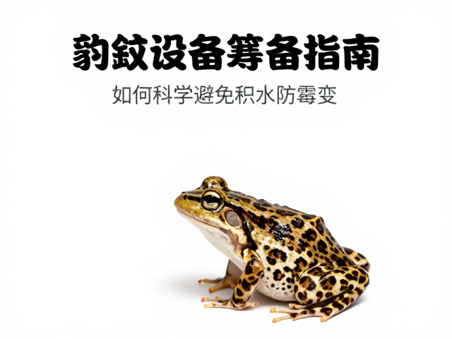豹纹蛙饲养设备筹备指南,如何科学避免积水防霉变