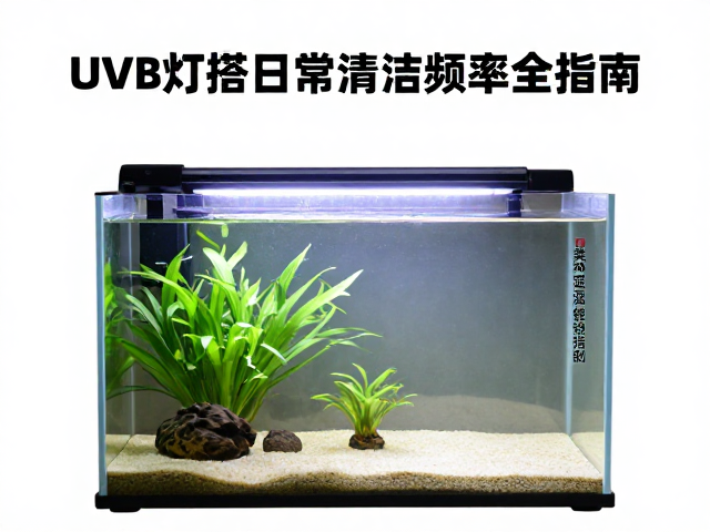 饲养缸怎么设?UVB灯搭配与日常清洁频率全指南