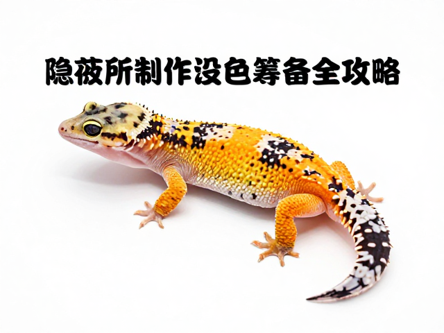 守宫蜕皮期护理,隐蔽所制作与设备筹备全攻略