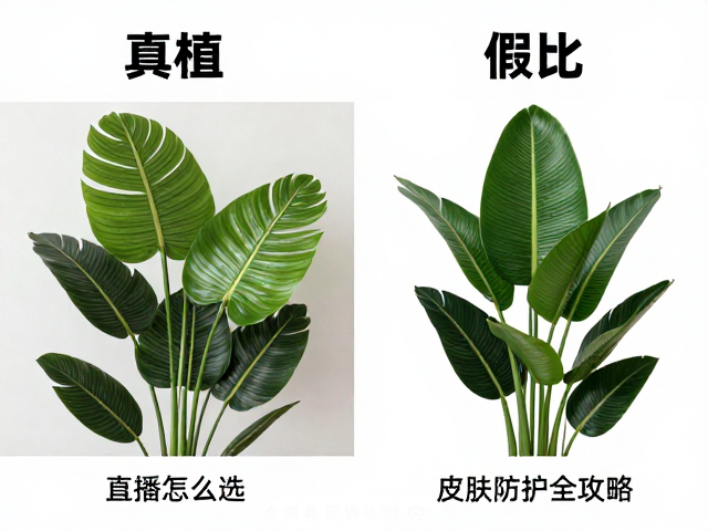 直播设备与绿植怎么选?真植假植对比,皮肤防护全攻略