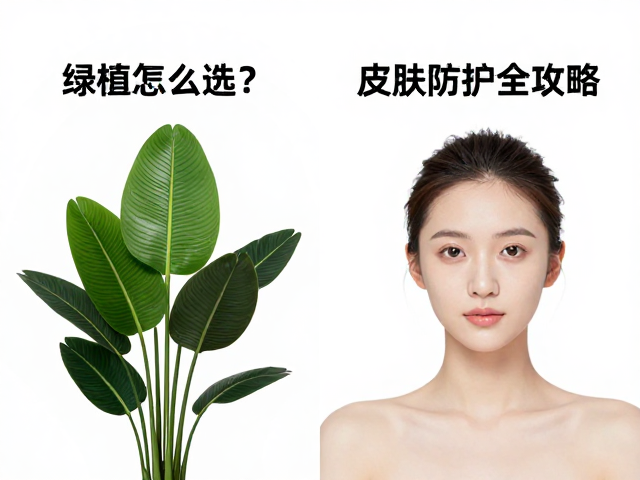 直播设备与绿植怎么选?真植假植对比,皮肤防护全攻略