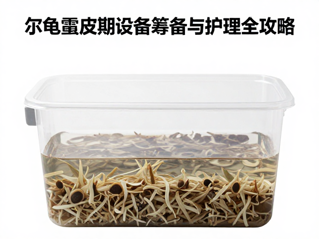 塑料整理箱怎么选？乌龟蜕皮期设备筹备与护理全攻略