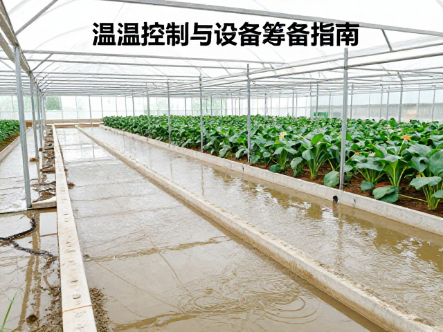 大棚温湿度控制与设备筹备指南,避免积水防病害