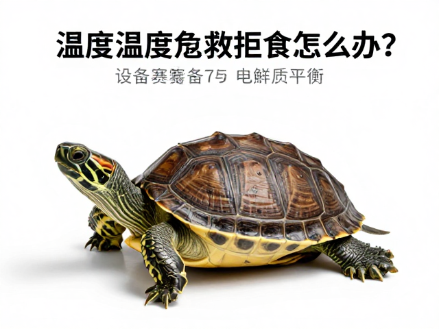乌龟温度过高拒食怎么办?设备筹备与急救处理全攻略