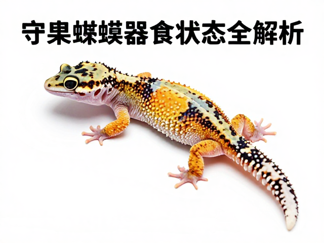 守宫蜕皮期护理，设备筹备与食欲状态全解析