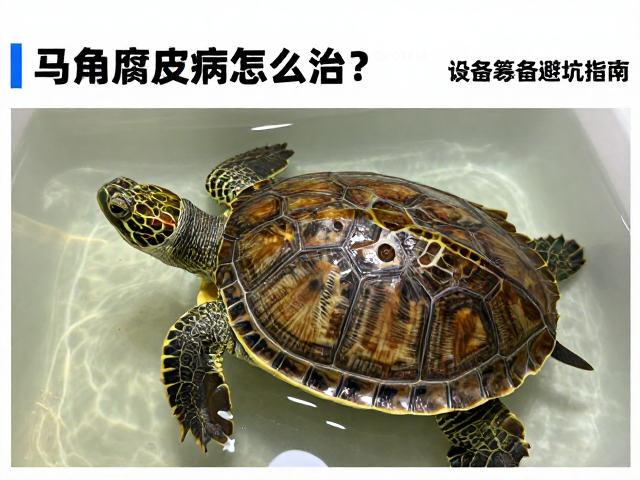 乌龟腐皮病怎么治？设备筹备避坑指南，快速消除水肿