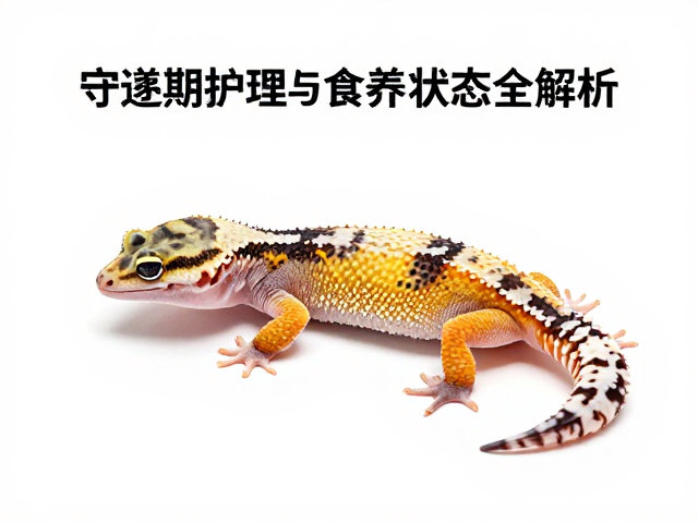 守宫蜕皮期护理，设备筹备与食欲状态全解析
