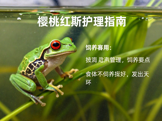 树蛙(樱桃红眼)蜕皮期护理指南,设备筹备与饲养要点