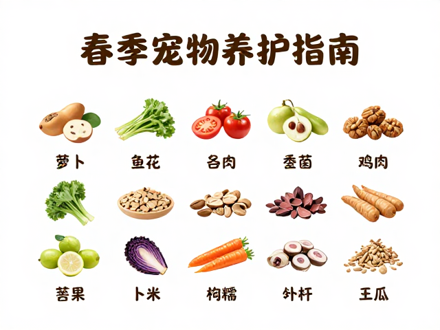 春季宠物养护指南,食物种类选择与逐步增加喂食频率的科学策略
