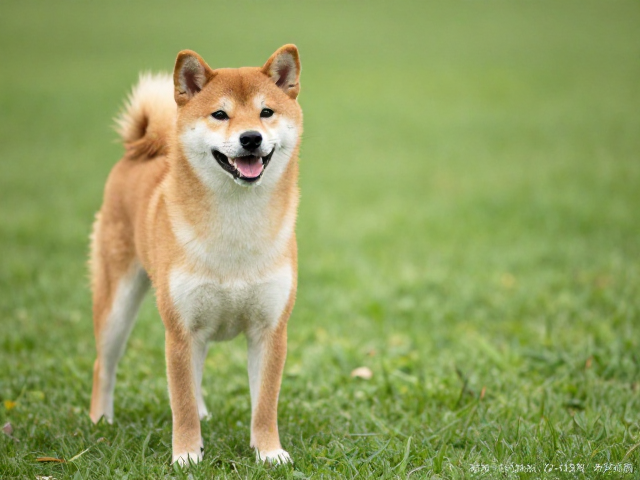 柴犬起源与性格,固执却聪明,寿命12-15年养护指南