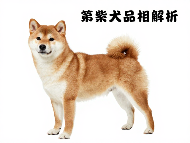 日系柴犬品相解析,别误以为体型越大越好,警惕对陌生人保持距离