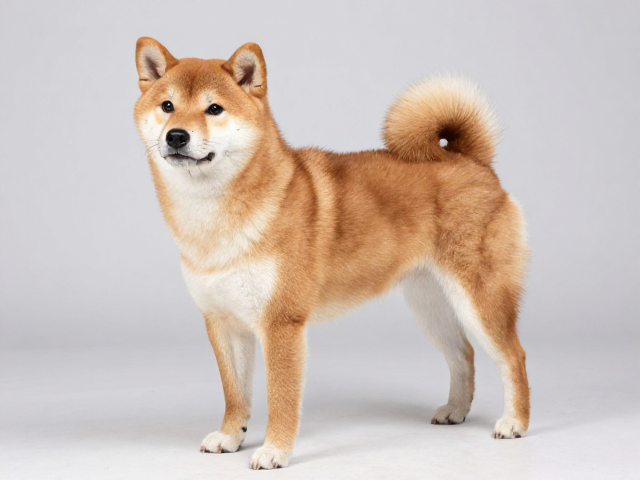 日系柴犬品相解析,别误以为体型越大越好,警惕对陌生人保持距离