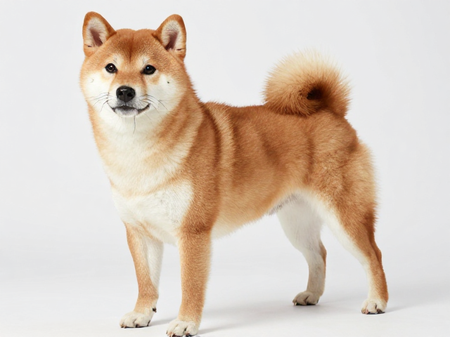 日系柴犬品相解析,胸部深邃宽广,口吻与头盖骨比例协调