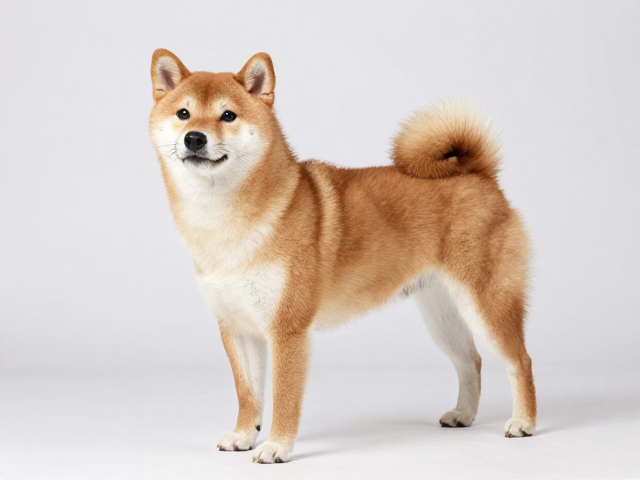 日系柴犬品相标准，四肢笔直骨骼强，选什么狗粮好？
