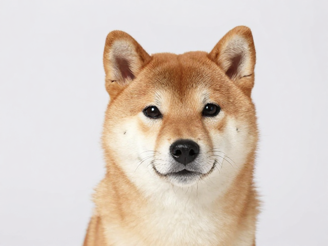 日系柴犬品相解析,头高姿态傲,毛发需勤打理