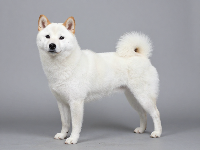 日系柴犬品相,四肢笔直骨骼壮,别误以为白色更稀有