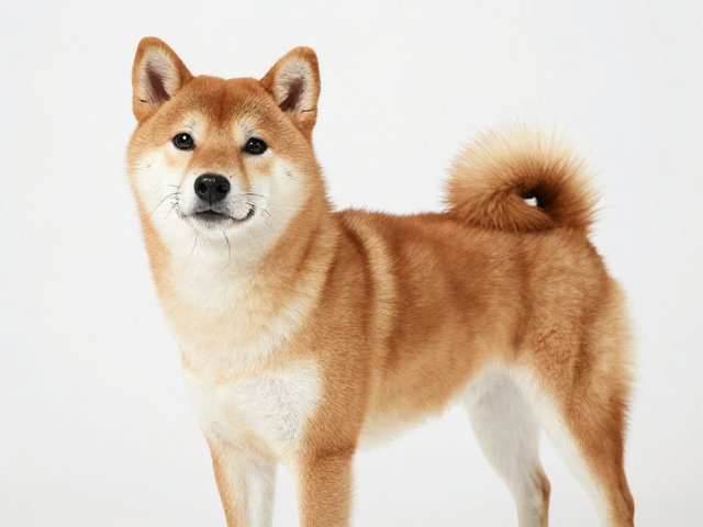 日系柴犬芝麻色品相解析,每周1-2次梳理,养出赤色带黑尖高颜值