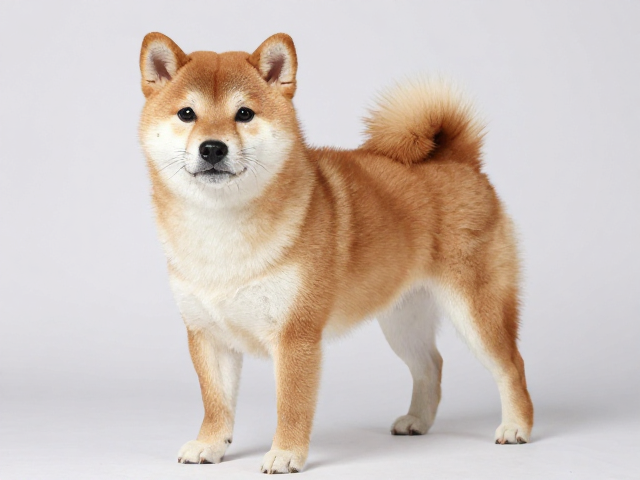 日系柴犬品相,猫爪紧凑、吻部短粗有力,优质柴犬特征解析