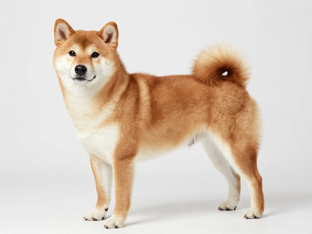 日系柴犬品相与髋关节护理,选对高质量狗粮防发育不良