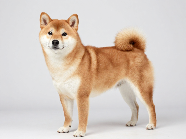 日系柴犬品相与髋关节护理,选对高质量狗粮防发育不良