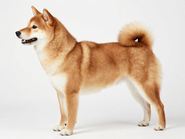 日系柴犬品相标准,胸部深邃宽广,展示犬体型规范详解