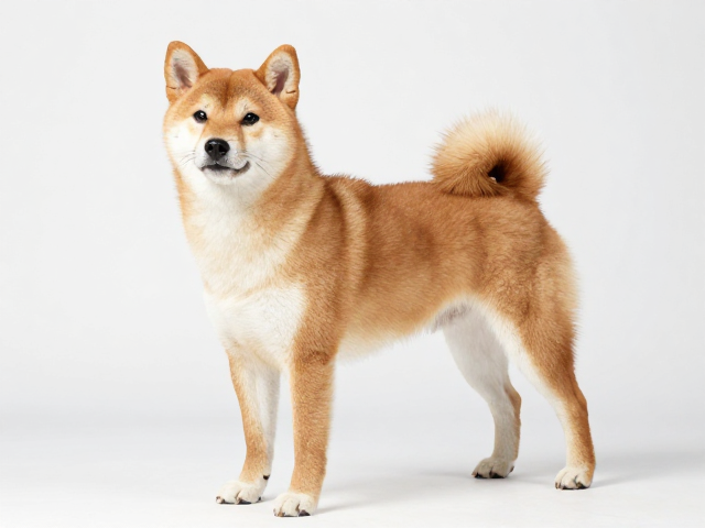 日系柴犬品相,耳朵直立小而尖,四肢笔直骨骼强,如何辨别纯种健康柴犬?