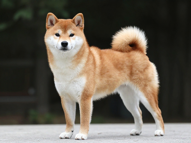 日系柴犬品相,耳朵直立小而尖,四肢笔直骨骼强,如何辨别纯种健康柴犬?