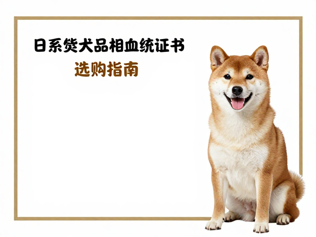 日系柴犬品相血统证书要求,忠诚亲近主人的选购指南
