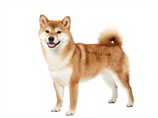 日系柴犬品相与健康筛查报告,平均寿命12-15年养护指南