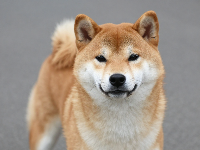 日系柴犬品相,别误以为体型越大越好,头部高傲才是灵魂