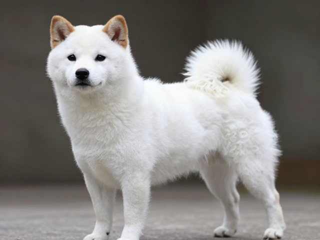 日系柴犬品相,白色纯白浅白尾毛蓬松卷曲怎么挑?