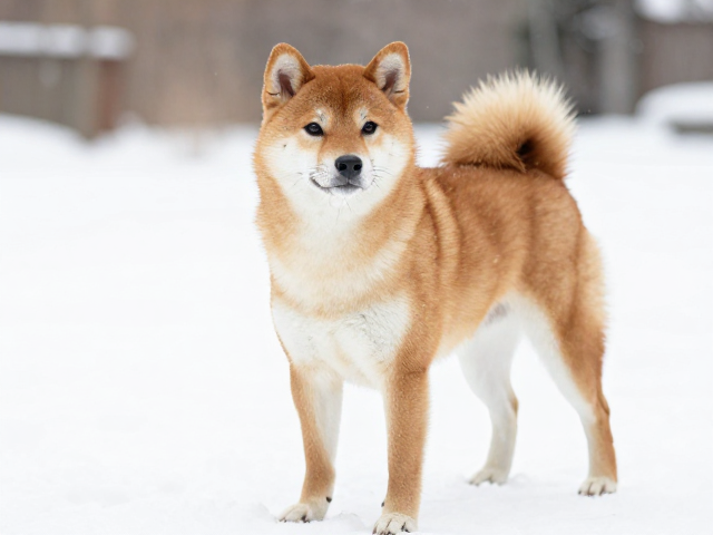 日系柴犬品相解析,胸深宽广且怕冷,饲养注意保暖