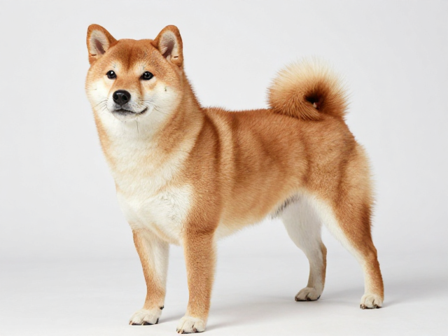 日系柴犬品相解析,胸深宽广且怕冷,饲养注意保暖